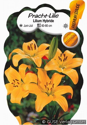 Lilie