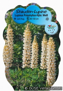 Lupine