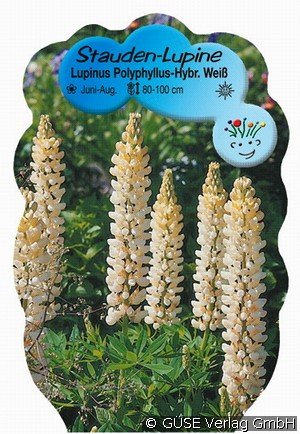 Lupine