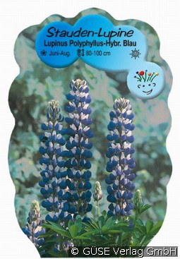 Lupine