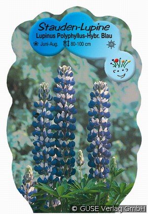 Lupine