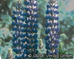 Lupine kaufen, clicken für mehr Details Lupine