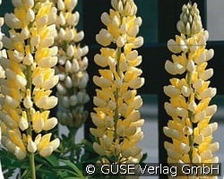 Lupine kaufen, click for more details Lupine