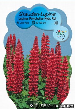 Lupine