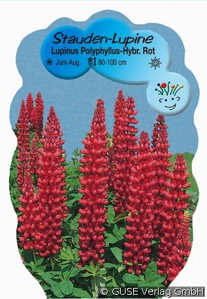 Lupine