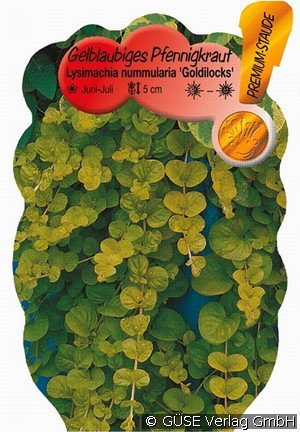 Gold-Pfennigkraut