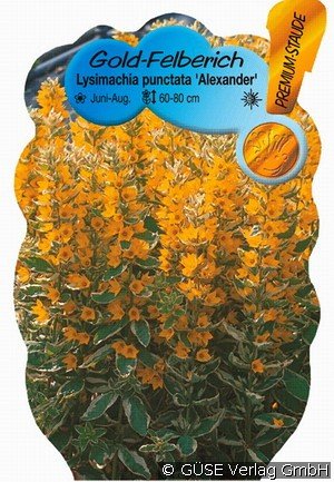 Weißbunter Gold-Felberich