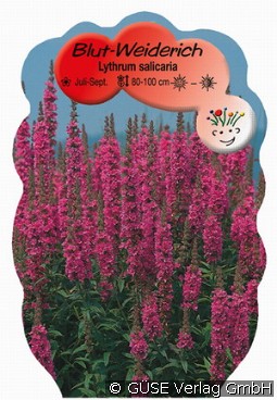 Blut-Weiderich kaufen, clicken für mehr Details Blut-Weiderich