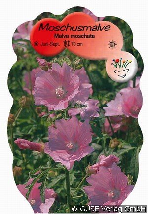 Moschus-Malve