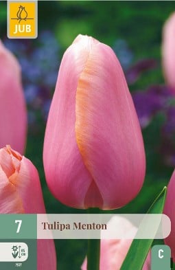 Menton kaufen, click for more details Menton