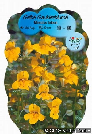 Gelbe Gauklerblume