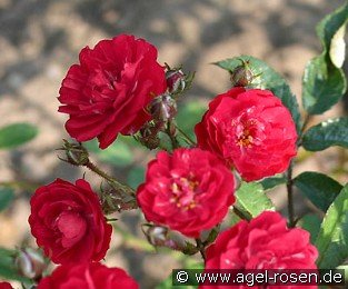Alberich