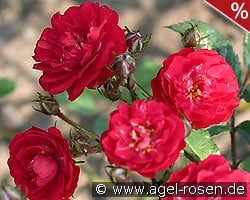 Alberich kaufen, click for more details Alberich