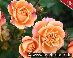 Apricot Clementine kaufen, click for more details Apricot Clementine