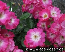 Bertram kaufen, click for more details Bertram