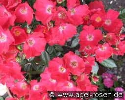 Burkhard kaufen, click for more details Burkhard