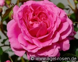 Carola Hit kaufen, click for more details Carola Hit