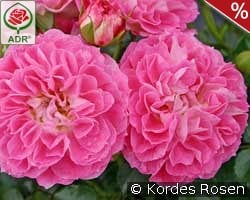 Charmant kaufen, click for more details Charmant