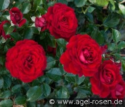 Chic Fashion kaufen, click for more details Chic Fashion