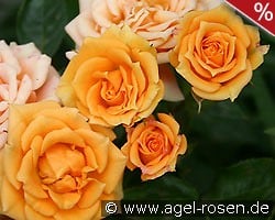 Clementine kaufen, click for more details Clementine