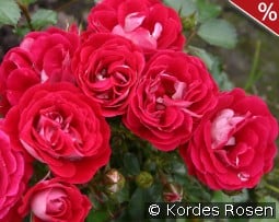 Corazon kaufen, click for more details Corazon