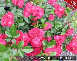 Eberwein kaufen, click for more details Eberwein