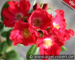 Giesebrecht