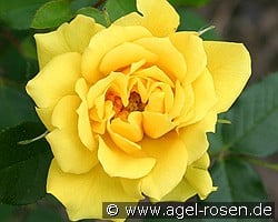 Gold Symphonie kaufen, click for more details Gold Symphonie