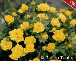 Goldjuwel kaufen, click for more details Goldjuwel