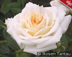 Honeymilk kaufen, click for more details Honeymilk