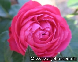 King George I. kaufen, click for more details King George I.