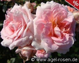 Lady Meillandina kaufen, click for more details Lady Meillandina