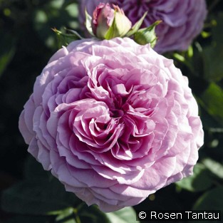 Lavender Ice