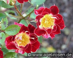 Little Artist kaufen, click for more details Little Artist