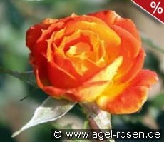 Little Miss Sunshine kaufen, click for more details Little Miss Sunshine