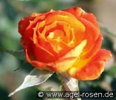 Little Miss Sunshine kaufen, click for more details Little Miss Sunshine