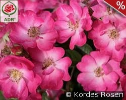 Lupo kaufen, click for more details Lupo