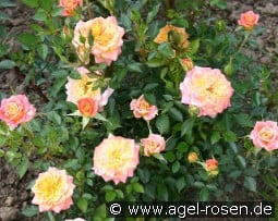 Mandarin kaufen, click for more details Mandarin