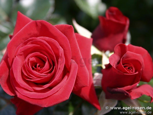 Buy Mandy ® – AGEL ROSEN » Tree Roses (~90cm), 5l Pot » Container Roses