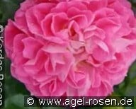 Norwegian Girl kaufen, click for more details Norwegian Girl