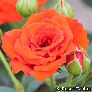 Orange Babyflor