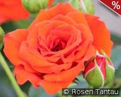 Orange Babyflor kaufen, click for more details Orange Babyflor
