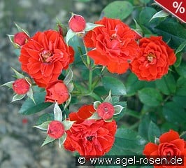 Orange Meillandina