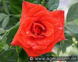 Orange Symphonie kaufen, click for more details Orange Symphonie