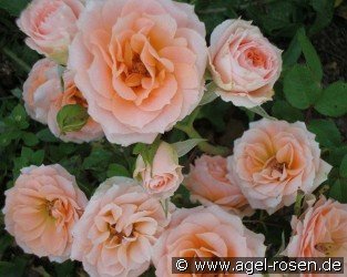 Peach Meillandina