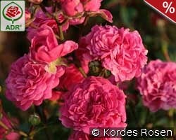 Pepita kaufen, click for more details Pepita