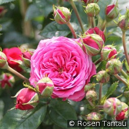 Pink Babyflor