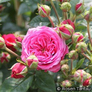 Pink Babyflor