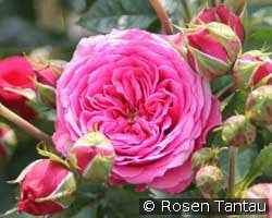 Pink Babyflor kaufen, click for more details Pink Babyflor