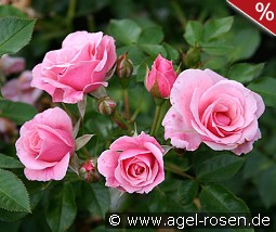 Pink Symphonie